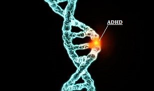 All in the Family? The Genetics of ADHD
